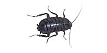 Cucaracha oriental