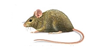 Raton domestico